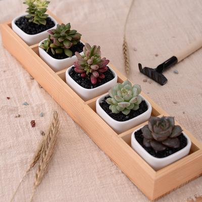 Set of 5 Ceramic Succulent Pots – Mini Flower Planters with Bamboo Tray for Home & Office Decor