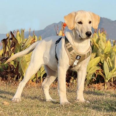 Medium-sized Dog/large Dog Harness, Anti-frustration H-type Dog Chest Strap Harness, Khaki