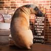 20cm 50cm 3D Simulation Hund Kissen Lebensecht Sitzender Hund Form Plüschkissen Sofa Schlafzimmer Kissen Kinderspielzeug Heimdekoration Geschenke