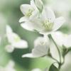Chando Tea Extract Softening Hand Cream