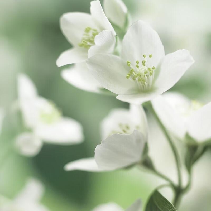 Chando Tea Extract Softening Hand Cream