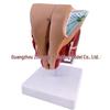 Male Reproductive and Urinary System Teaching Model with Internal and External Genitalia