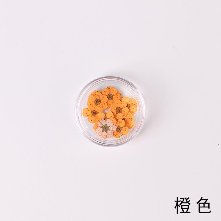 Сушеный цветок Незабудка лесная Цветок DIY Клей для капель Прессованный цветок Маникюр Мыло Свеча Бумажное производство Ручная работа Декор 20pcs