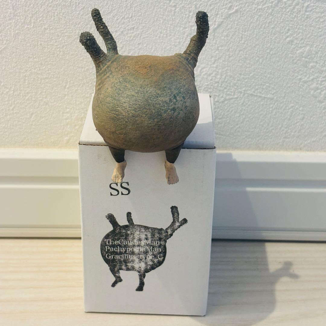 

[Б/У] OZWRT TheCaudexMan пахиподиумный размер C SS