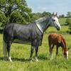 Breathable Horse Fly Sheet Wear-Resistant Equine Mesh Vest Horse Belly Protect Cover  Horse Riding