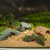 Terrariums Basking Platform Fishtanks Shelter Cave for Reptiles Terrapin Aquariums Landscape Decoration for Home Office