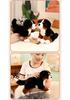Adorable Bernese Mountain Dog Plush Toy – Realistic Sheepdog Cloth Doll Gift