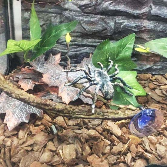 2Pcs 17 Inch Reptile Branches with Suction Cups Lizard Climbing Vines