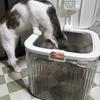 Klappdeckel Hundefutter-Aufbewahrungsbehälter Transparent Große Kapazität Katzen-Trockenfutterbox Kunststoff Versiegelt Haustierfutter-Aufbewahrungsfass