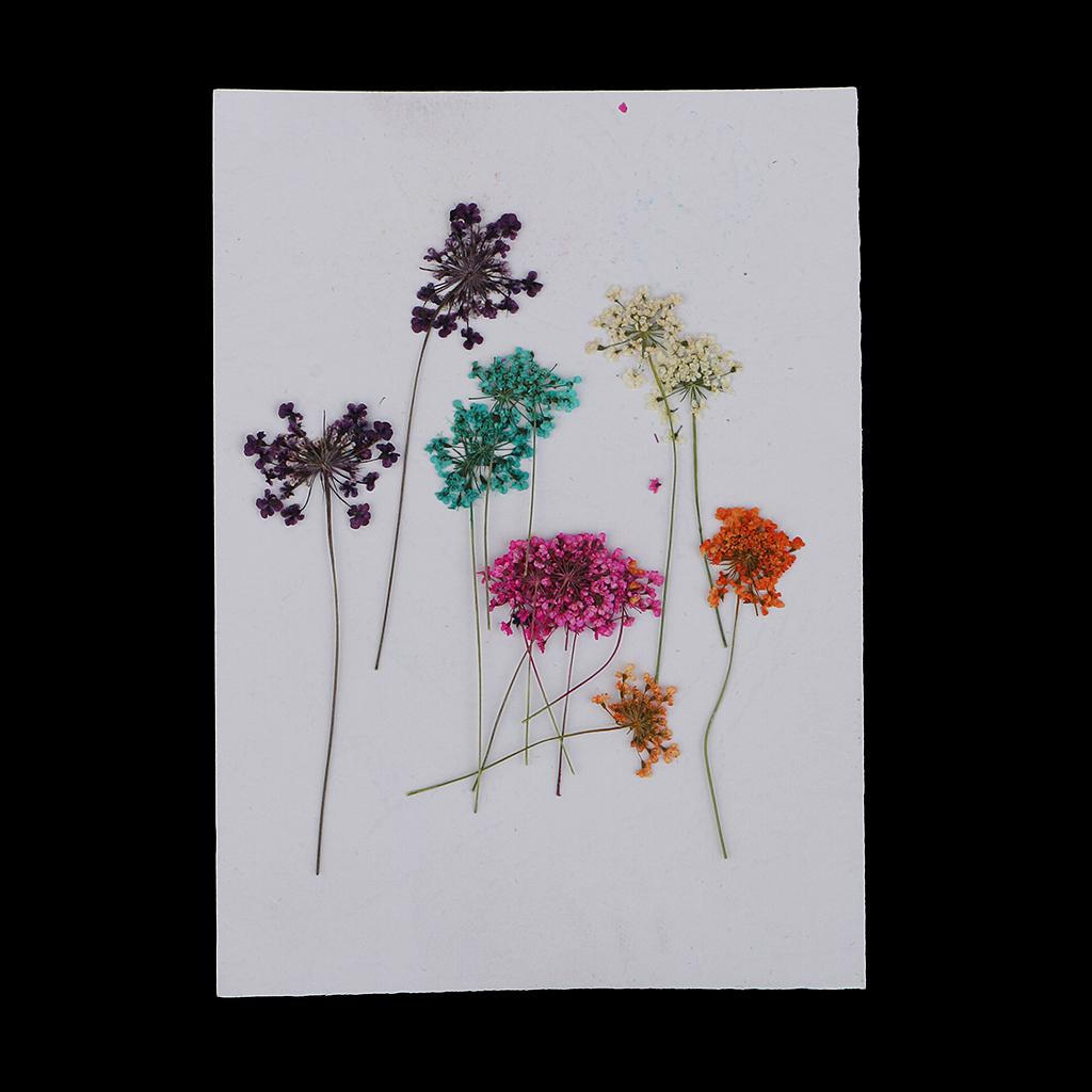 

10 шт., 1-2 см, мини-настоящий прессованный сушеный Ammi majus для ювелирных изделий из смолы, кулон, чехол, декоративно-прикладное искусство