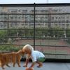 Recinzioni per barriere per cani da compagnia con gancio da 4 pezzi Cancello per scale di rete isolato per animali domestici Nuovo box pieghevole in rete traspirante per recinzione di sicurezza per cani