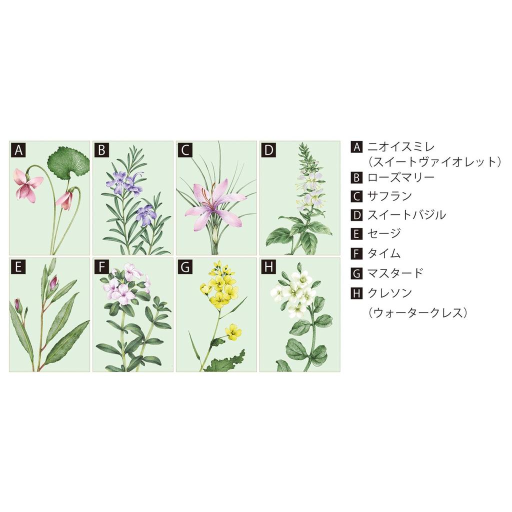 Noritake English Herbs Bone Round 19cm Plate, 19cm, Microwave-Safe, China, 97815/4942 02