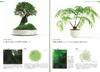 Your First Landscape Bonsai: Ideas and Tips for Expressing Landscape in a Pot
