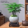 Asparagus Fern Indoor Bonsai: Easy-Care Evergreen for Home or Office Decor.