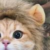 Halloweenská kočka Lví hříva Paruka Kostým Legrační Lví hříva Domácí mazlíček Cosplay Oblečení s Uchem pro Sváteční Focení Párty Maškarní doplněk
