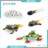 Simulation Of Red-Eyed Frog Horned Frog Triangular Dead-Leaf Frog Growth Cycle Static Model Frog Growth Process Ornament