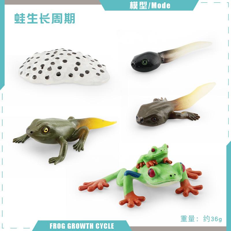 Simulation Of Red-Eyed Frog Horned Frog Triangular Dead-Leaf Frog Growth Cycle Static Model Frog Growth Process Ornament