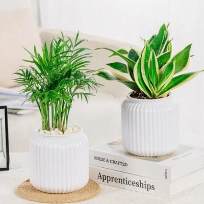 Pots de Fleurs Auto-Arrosants de Qualité Absorbant l'Eau Décoration de Maison Pot de Fleurs de Table Épaissir Vase à Fleurs Maison
