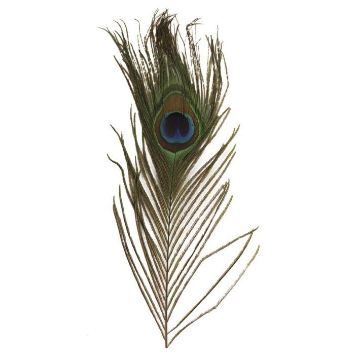 Peacock Feather, 25 Cm, 3 Pcs