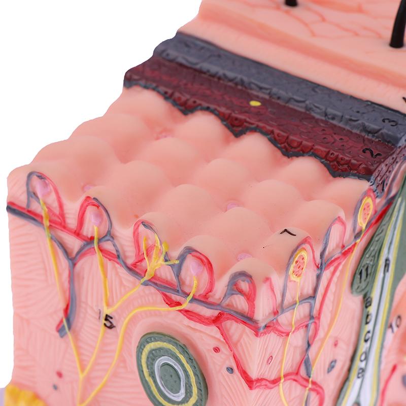 Model de piele de 35/50 de ori Structura părului de piele anatomică umană Măriți anatomia modelului