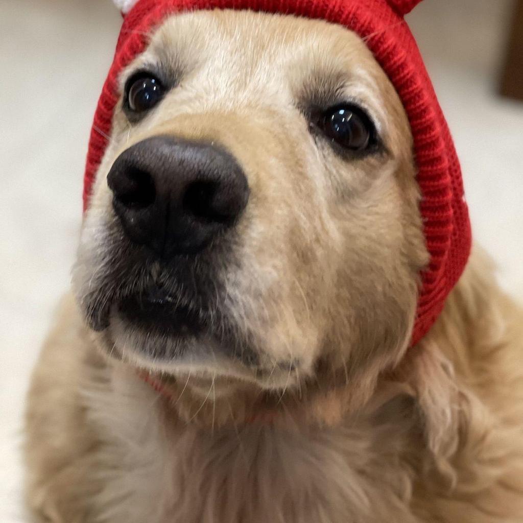 Winter Pet Hat for Medium-Large Dogs: Cute, Warm Cartoon Headwear for Labradors & Golden Retrievers