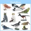 Colorful Lifelike And Pvc Bird Models Set Featuring Parrots Owls And Exotic Birds Ideal For Decor Home