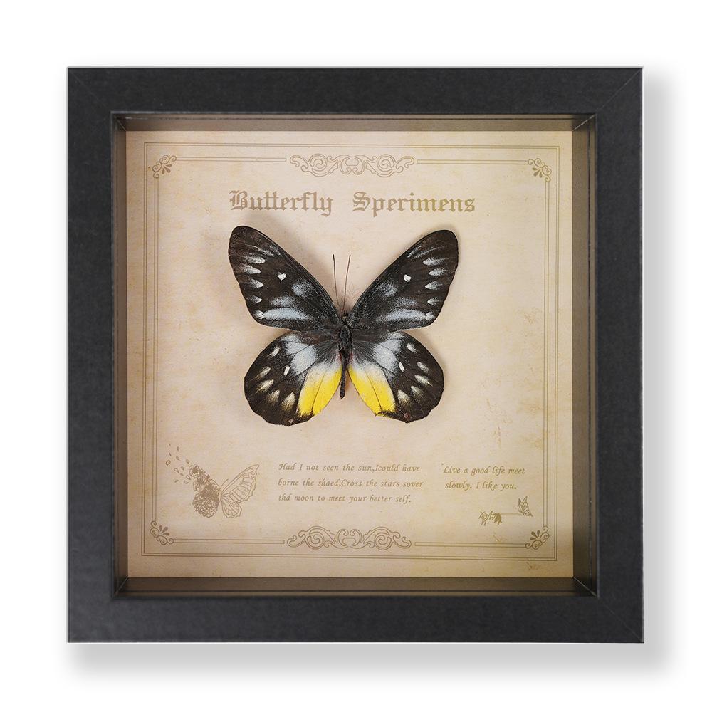 Green Banded Swallowtail Butterfly Specimen Decorative Painting - Real Insect for Display