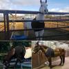 Horse Shoulder Guard AntiRub Bib Chest Saver Stretchy Horse Protective Vest Breathable Horse Rugs Horse Chest Saver