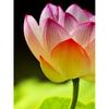 5D DIY Diamond Painting Full Round Drill Flower Cross Stitch Kit Mosaic Diamond Embroidery Rose Wall Art Home Decoration
