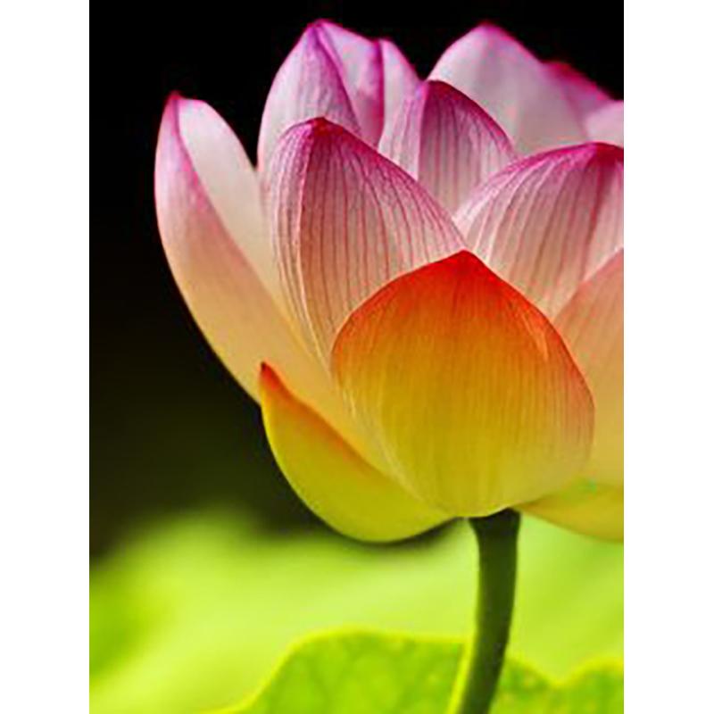 5D DIY Diamond Painting Full Round Drill Flower Cross Stitch Kit Mosaic Diamond Embroidery Rose Wall Art Home Decoration