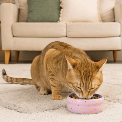 Kedi – Kedi Besleme ve Sulama Malzemeleri