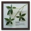 Pachira leaf panel made from Ayu straw with display instructions. Wall-mounted, framed leaf panel art panel for living rooms, entryways, and as a