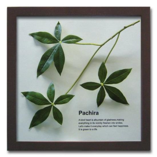 Pachira leaf panel made from Ayu straw with display instructions. Wall-mounted, framed leaf panel art panel for living rooms, entryways, and as a