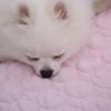 Cooling Mat for Dogs Pet Summer Sleeping Pads No Need to Freeze or Refrigerate Easy to Clean for Indoors Outdoors Use