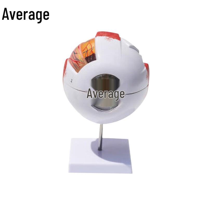 6x Magnified Human Eye Anatomical Model