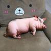 40Cm Realistic Pig Plush Toy Cute Funny Animal Stuffed Pillow Soft Dog Cat Sleeping Cushion Creative Home Decor Birthday Gift