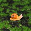 Micro Landscape Simulation Small Snail Garden Decoration Snail Ornament Snail Model Resin Craft Miniature Figurine Home Decor
