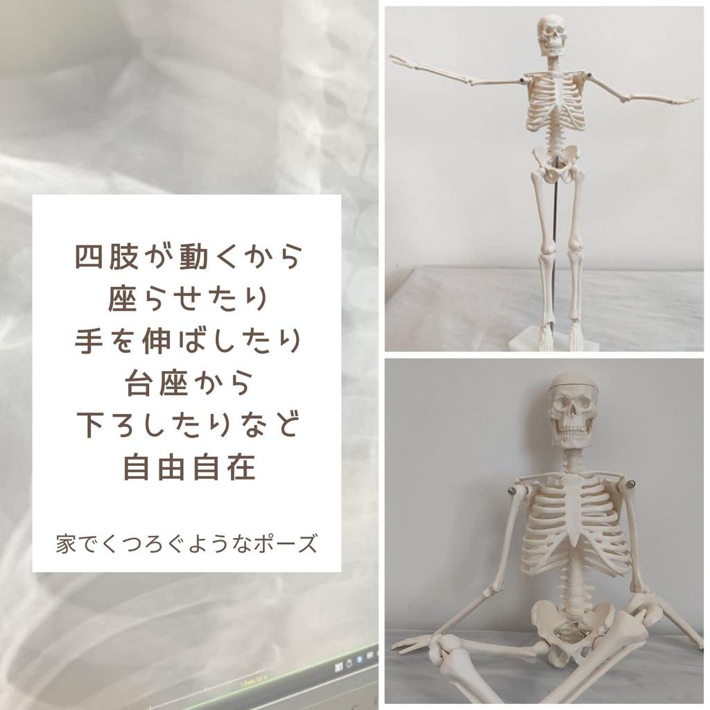 SevenTone Full Body Skeleton Model, 45cm Skeleton, Human Body Model, Skeletal Specimen, Skeleton, Articulated, Human Model, Skull