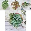 Artificial Mirror Leaves With Colocasia Design For Home And Event Decor