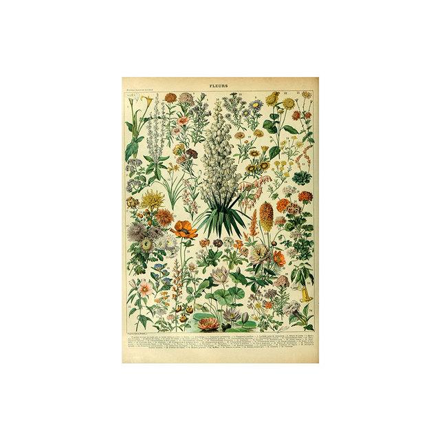 Vintage Vegetable Fruit Botanical Education Poster Mushrooms Chart Drawing Wall Art Canvas Painting for Living Room Decor Quadro