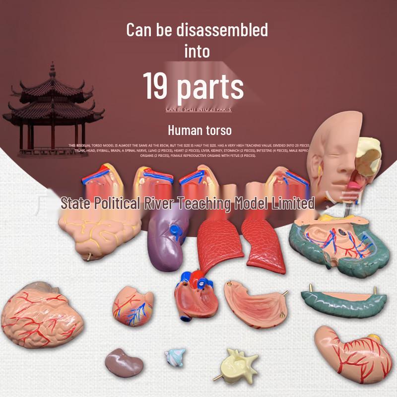 55CM Human Anatomy Hermaphrodite Torso Model with 19 Removable Parts
