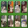 Süße Haustierkatze Lustiges Meme Handyhülle Für iPhone 16,15,14,13,12,11,Mini,Pro,MAX Grau Matt Silikon Schwarze Hülle