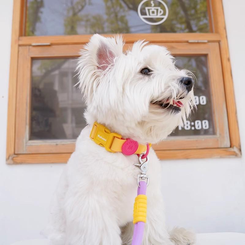 Waterproof Dog Collar with Leash for Small, Medium, and Large Dogs - Ideal for French Bulldogs