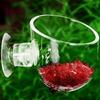 S/L Shrimp Feeding Dish High Transparent Feeding Dish Fish Tray With Suction Cup For Tank Reptile Tortoise Gecko Bearded Feeder