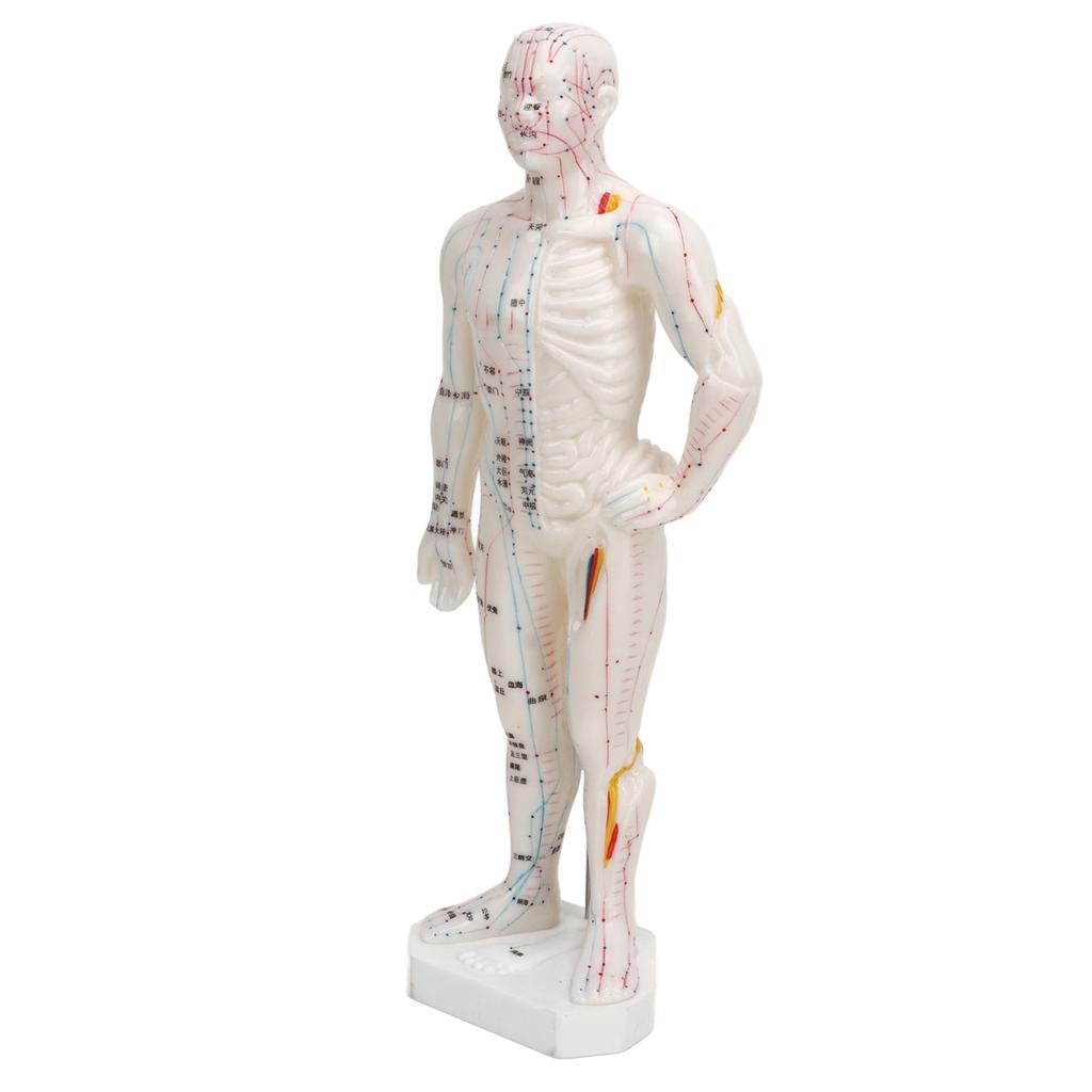 Human Body Acupuncture Model Professional Portable Meridian Points Model for Science Class Education 10.2in