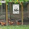 Funny Spoiled Chickens Lay Better Eggs Metal Tin Sign Wall Art