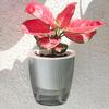 Self Watering Wall Mounted Flower Pot Double-Layer Root-Rotproof Plant Pot with Transparent Water Level for Indoor Plants Balcony Office Decor
