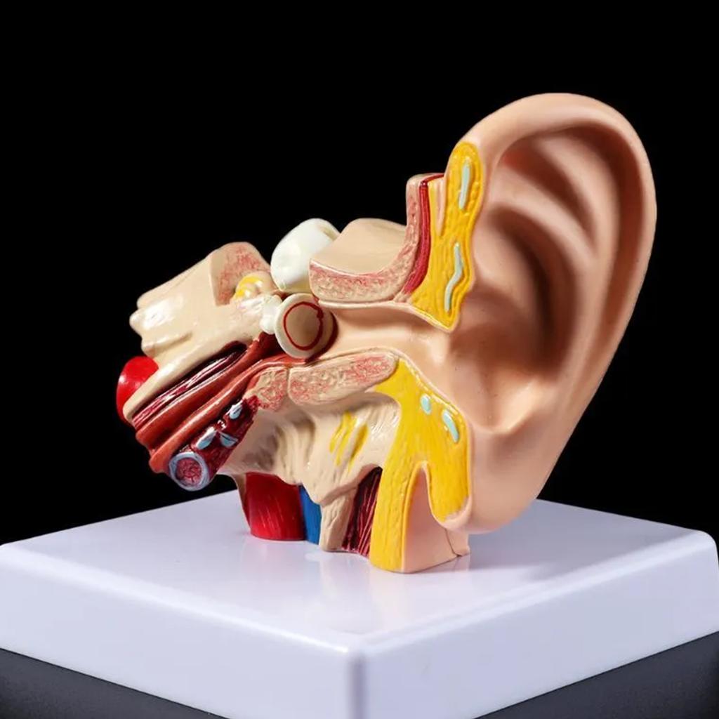 Professional Human Ear Model Anatomy PVC Plastic Anatomical Ear Model for Science Classroom Study Display