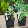 600pack Colorful Garden Sign with Spiked Bottom Plastic Waterproof Hanging Label for Secure Placement in Soil or Pots