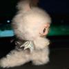 High Quality Labu Zimomo Angel Vinyl Face Doll Children'S Toy Festival Birthday Gift Desk Collection Decoration